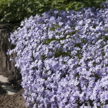 Phlox subulata 'Emerald Cushion Blue'
