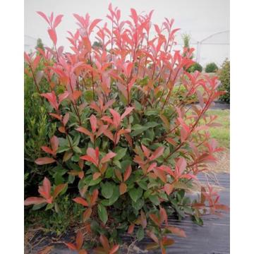 Photinia fraseri 'Carré Rouge'