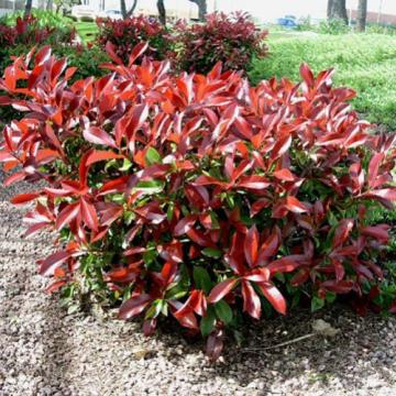 Photinia fraseri 'Little Red Robin'