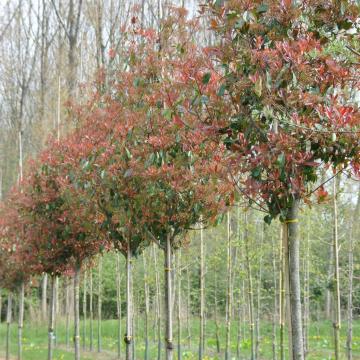 Photinia fraseri 'Red Robin'