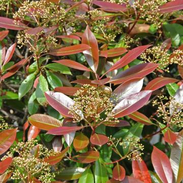 Photinia fraseri 'Red Robin'