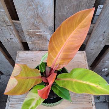 Philodendron mix