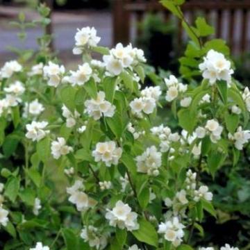 Philadelphus 'Lemoinei'