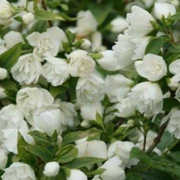 Philadelphus 'Manteau d'Hermine'