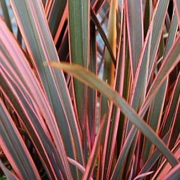 Phormium 'Rainbow Queen'