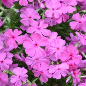 Phlox subulata 'Mcdaniel's Cushion'