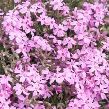 Phlox subulata 'Moerheimii'