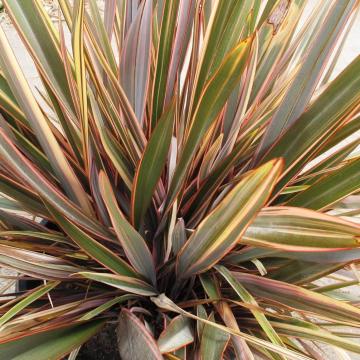 Phormium 'Sundowner'