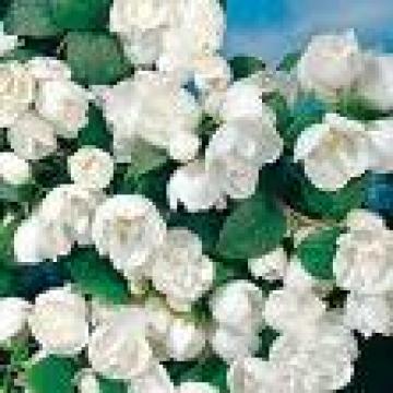 Philadelphus 'Virginal'