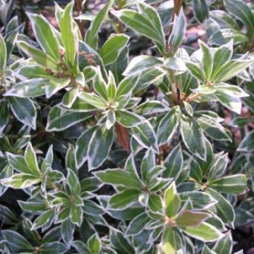 Pieris japonica 'Little Heath'