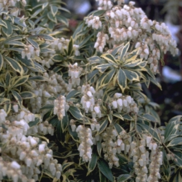 Pieris japonica 'Variegata'