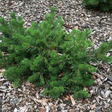 Pinus mugo 'Krauskopf'