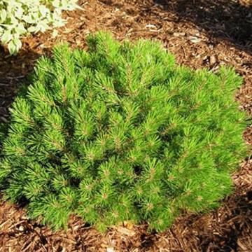 Pinus mugo 'Mughus'