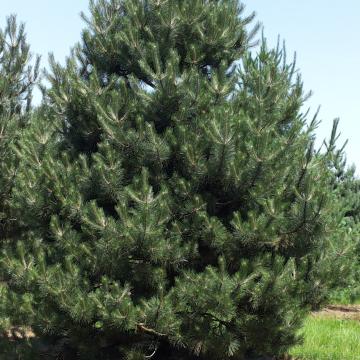 Pinus nigra nigra