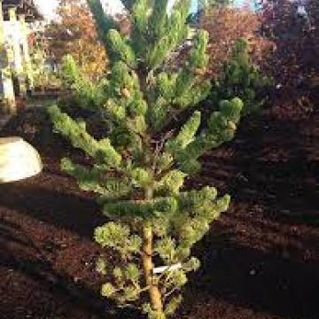 Pinus nigra 'Oregon Green'
