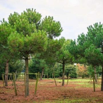 Pinus pinea