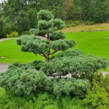Pinus parviflora 'Negishi'