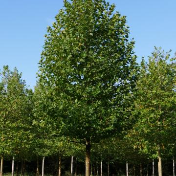 Platanus acerifolia