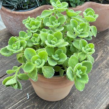 Plectranthus amboinicus