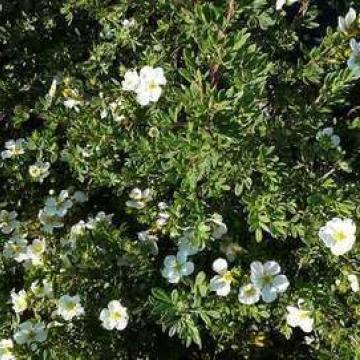 Potentilla fruticosa 'Abbotswood'