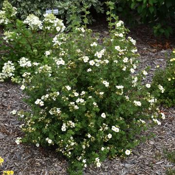 Potentilla fruticosa 'Creme Brulée'
