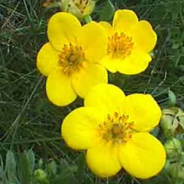 Potentilla fruticosa 'Kobold'