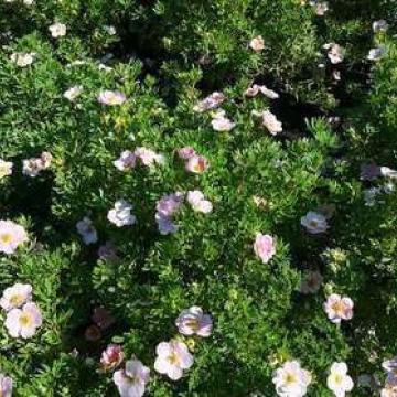 Potentilla fruticosa 'Lovely Pink'