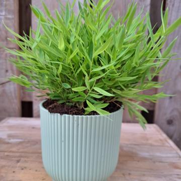 Pogonatherum 'Monica' 