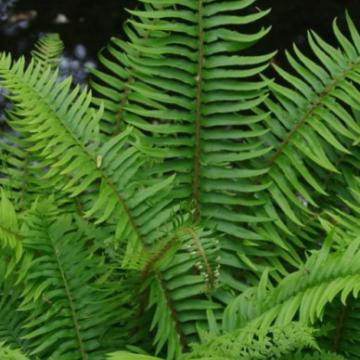 Polystichum munitum