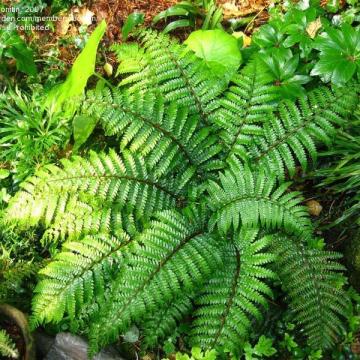 Polystichum polyblepharum