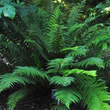 Polystichum setiferum 'Dahlem'