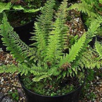 Polystichum setiferum 'Herenhausen'