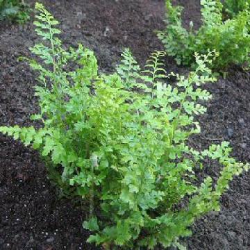 Polystichum setiferum 'Proliferum'