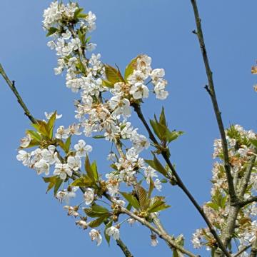 Prunus avium 'Bigarreau Napoleon'