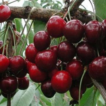 Prunus avium 'Bigarreau Van'