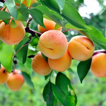 Prunus armeniaca 'Royal'