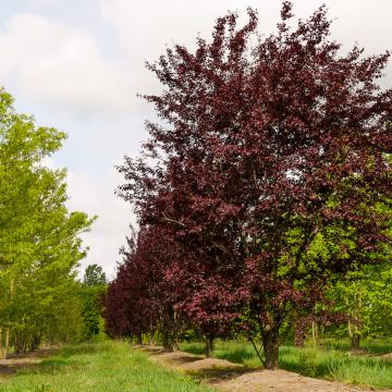 Prunus cerasifera 'Nigra'
