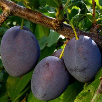 Prunus dom. 'Altesse Double'