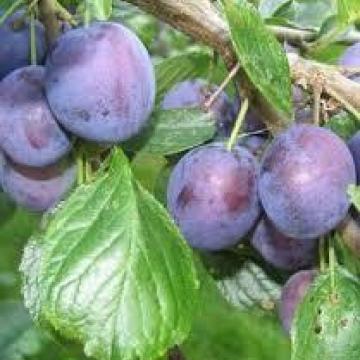 Prunus dom. 'Bleu De Belgique'