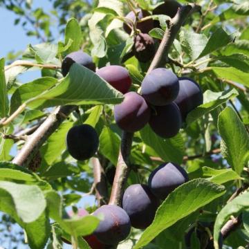 Prunus dom. 'Belle De Louvain'