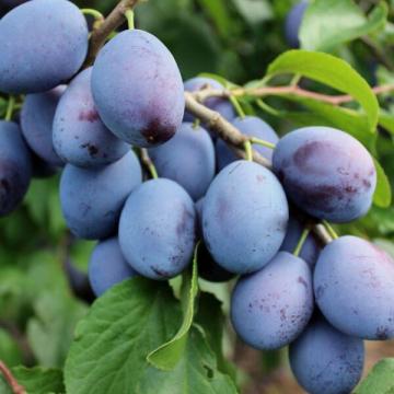 Prunus dom. 'Hauszwetsche'