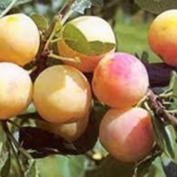 Prunus dom. 'Mirabelle De Nancy'