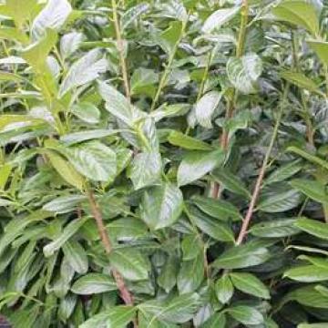 Prunus lusitanica 'Novita'