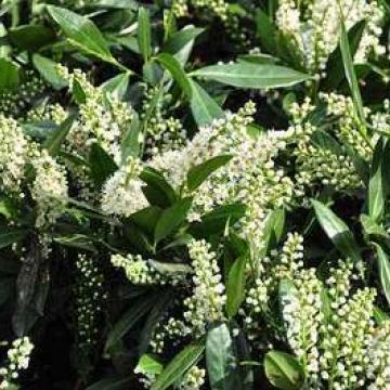 Prunus laurocerasus 'Otto Luyken'
