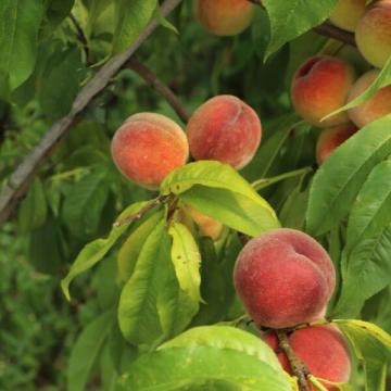 Prunus persica 'Amsden'