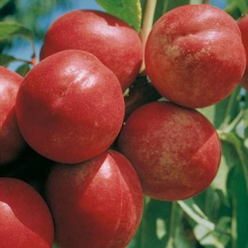 Prunus persica 'Nectared'