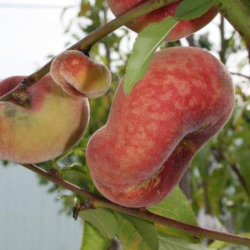 Prunus persica 'Saturn'