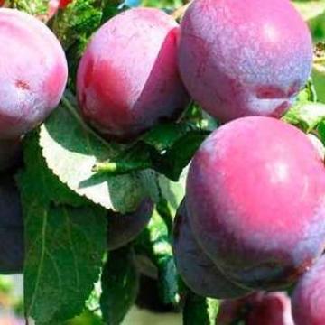 Prunus dom. 'R-cl. d'Althan'