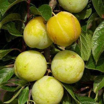 Prunus dom. 'R-cl. d'Oullins'