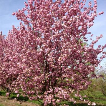 Prunus serrulata 'Kanzan'